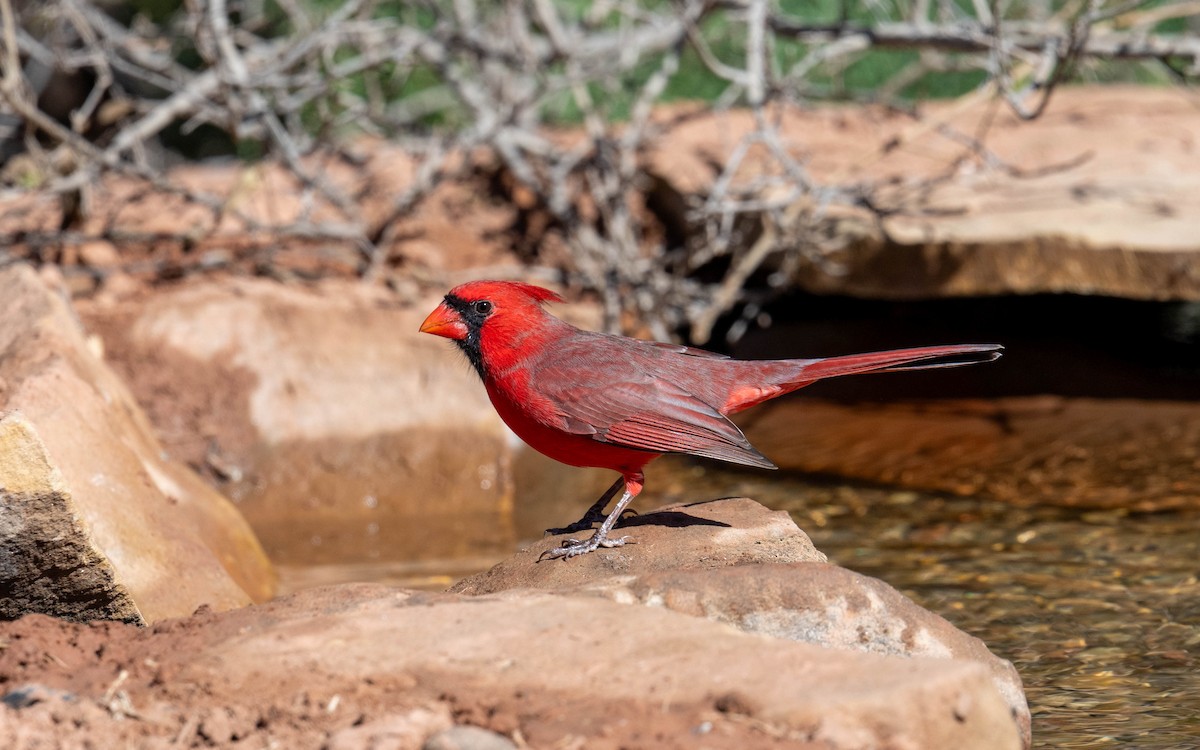 Rotkardinal - ML646593661