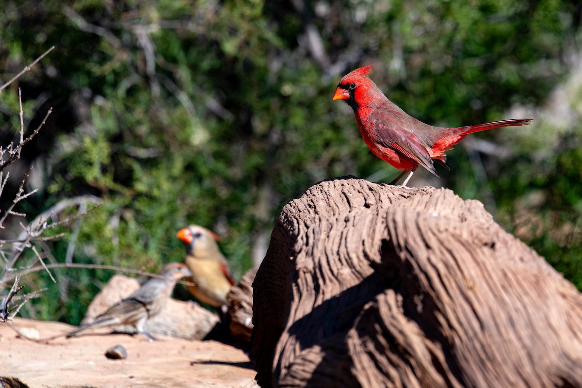 Rotkardinal - ML646593662