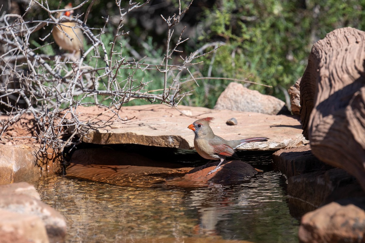 Rotkardinal - ML646593663