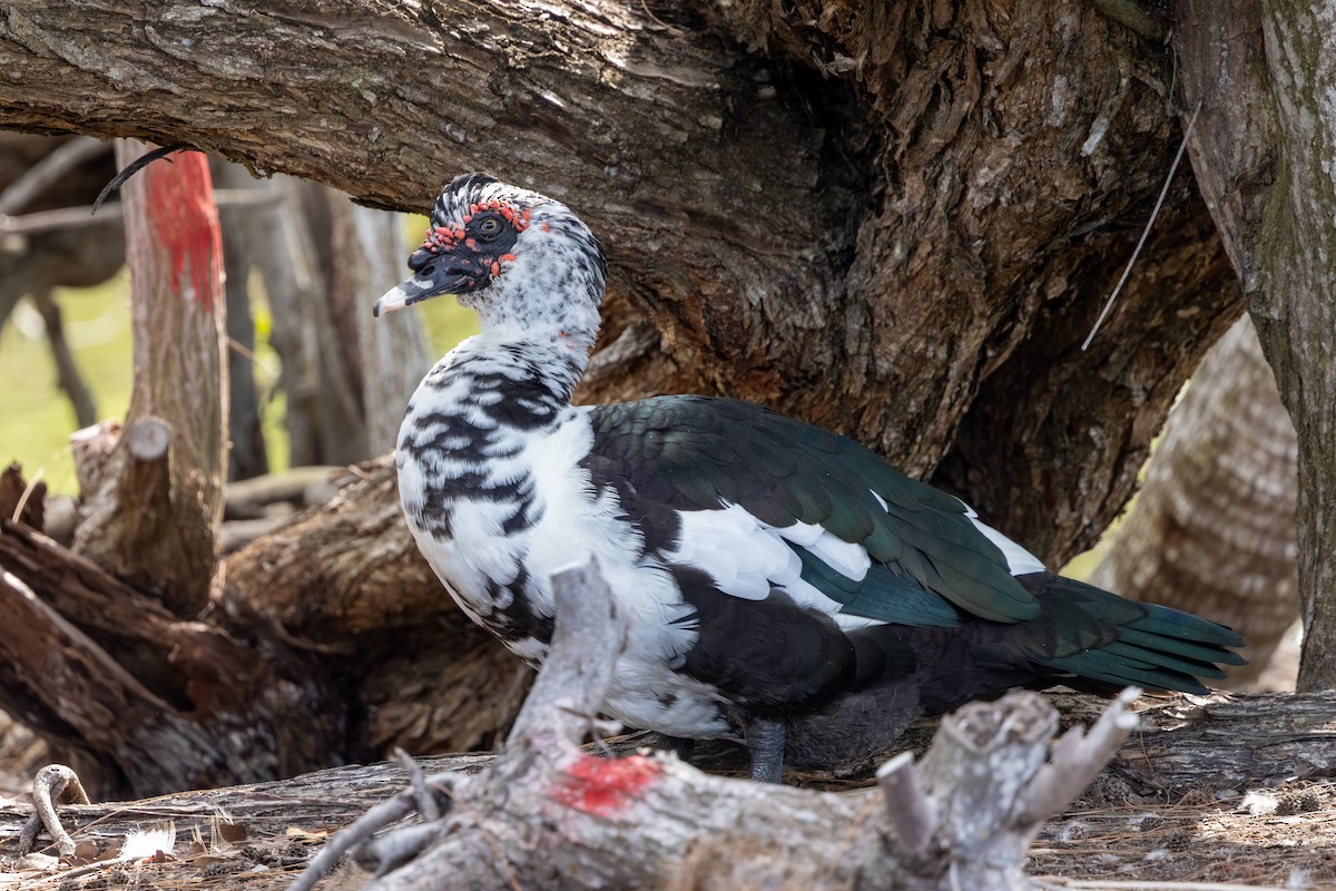 Muscovy Duck (Domestic type) - ML646593664