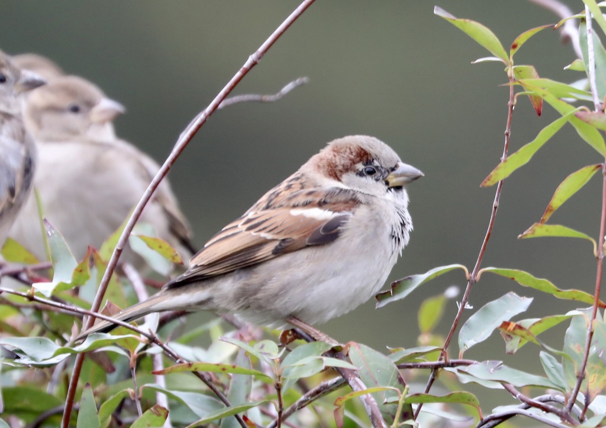 Горобець хатній - ML646593665