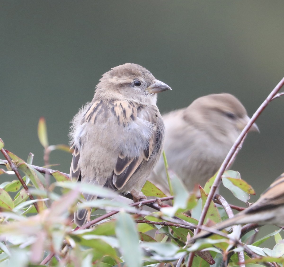 Горобець хатній - ML646593666
