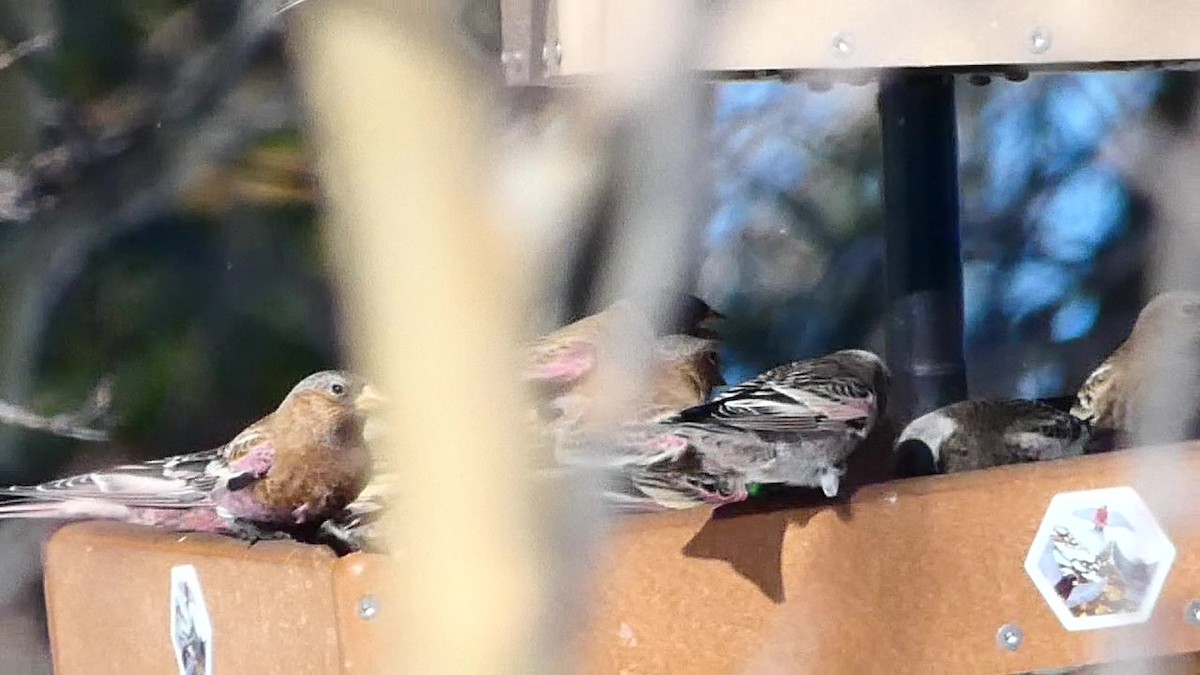 Gray-crowned Rosy-Finch (Gray-crowned) - ML646593669