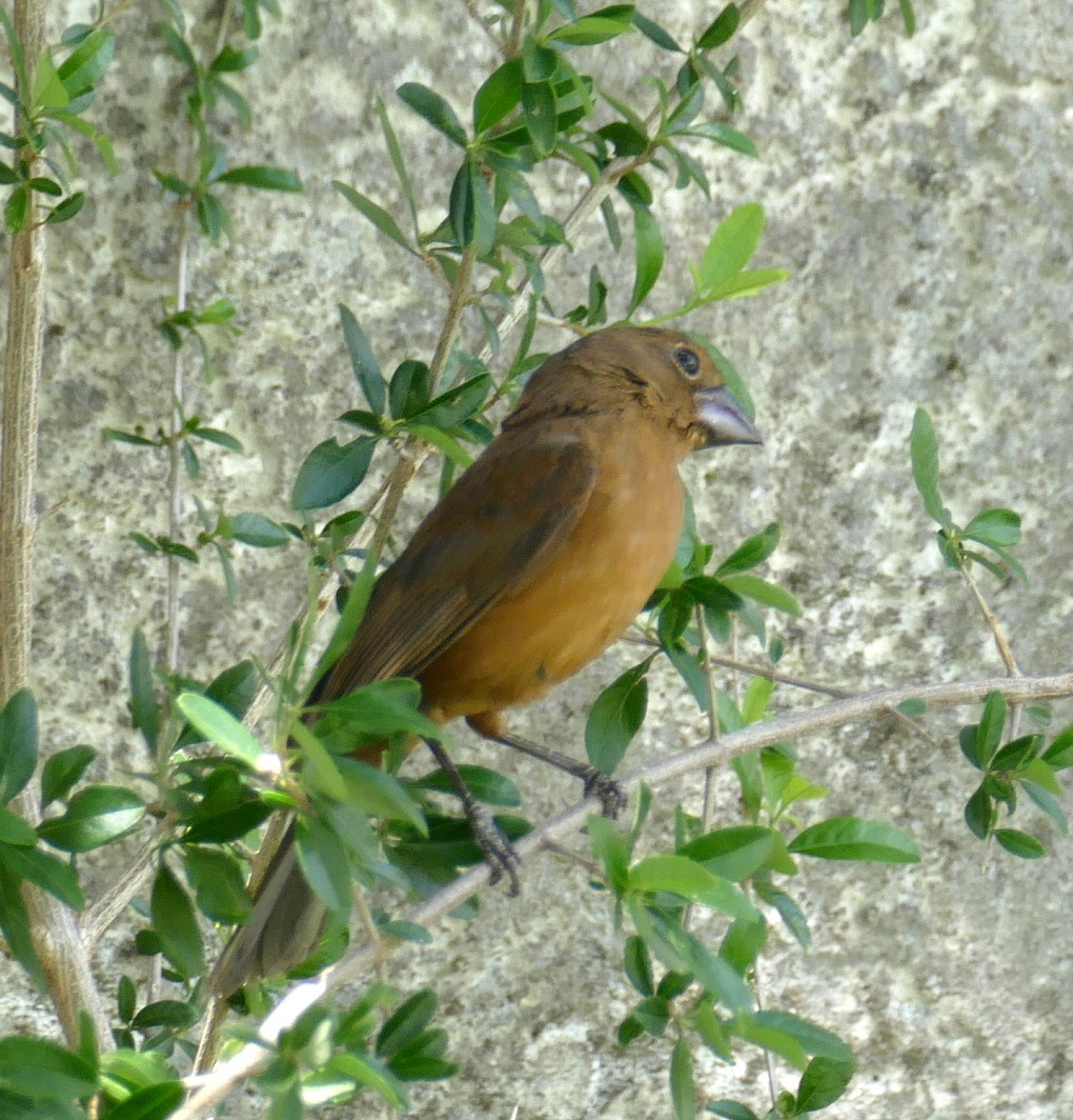 Ultramarine Grosbeak - ML646593670