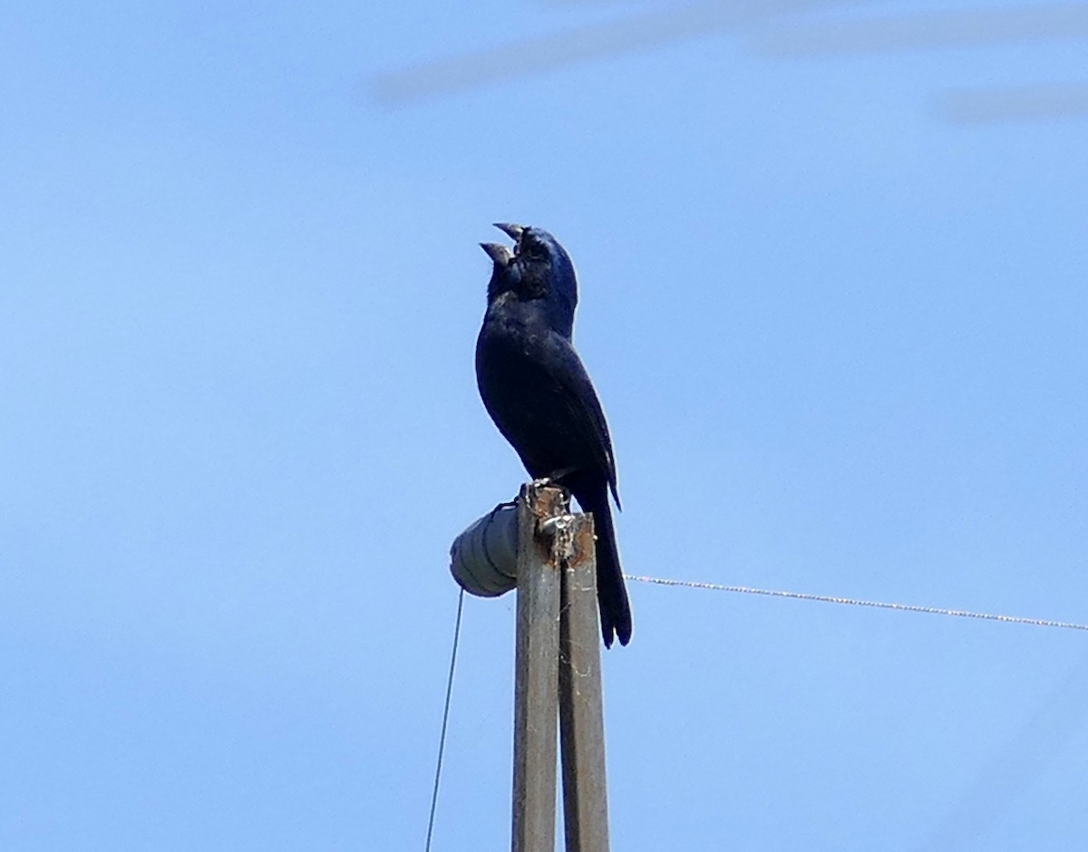 Ultramarine Grosbeak - ML646593671