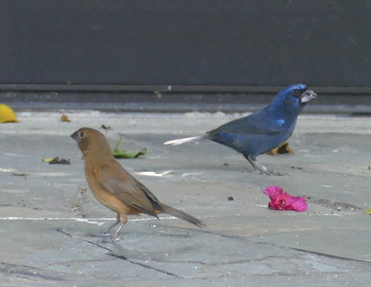 Ultramarine Grosbeak - ML646593672