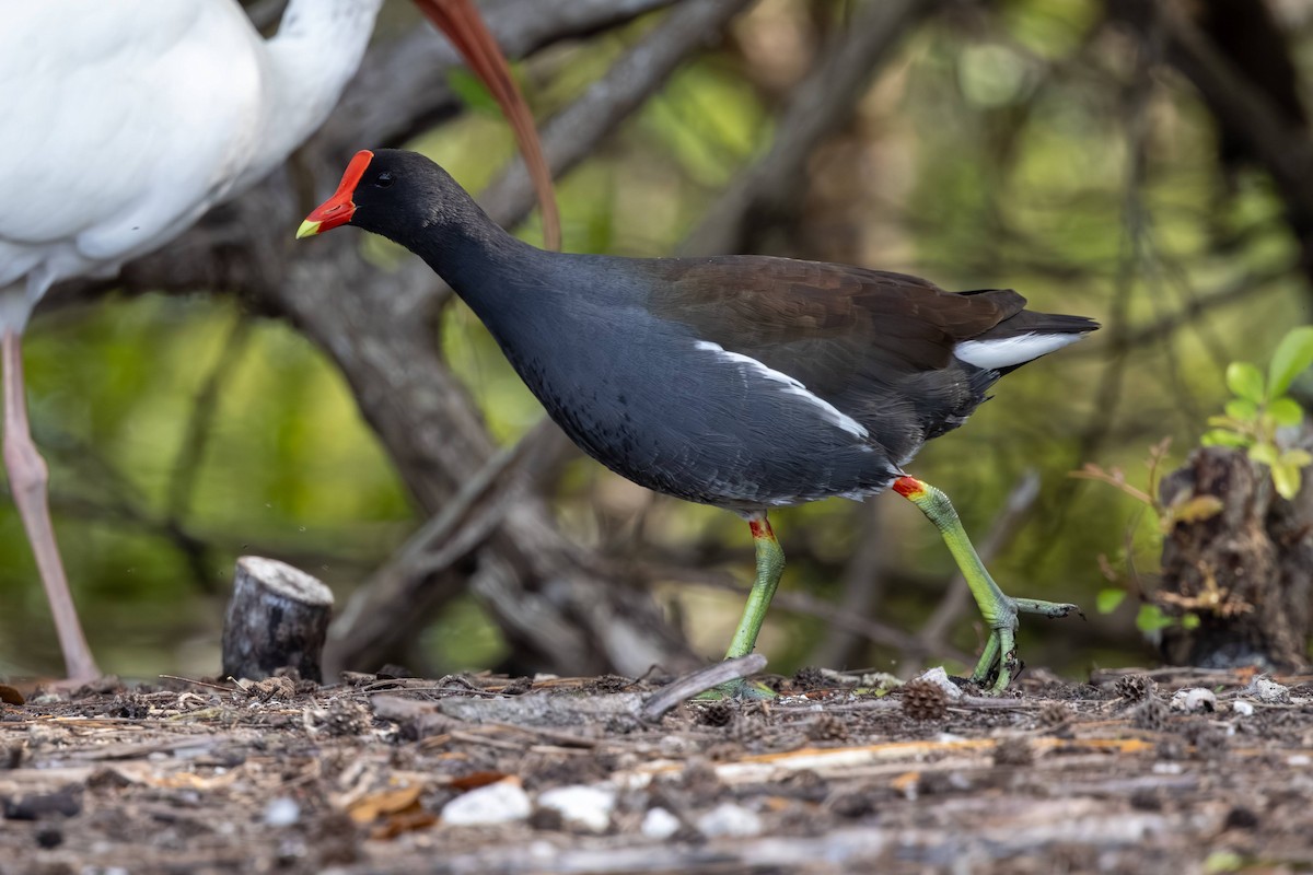 Common Gallinule - ML646593673