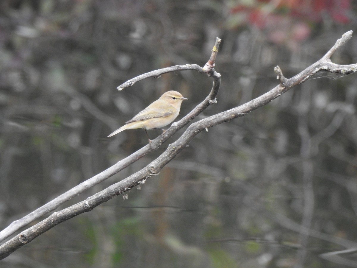 Common Chiffchaff - ML646593674