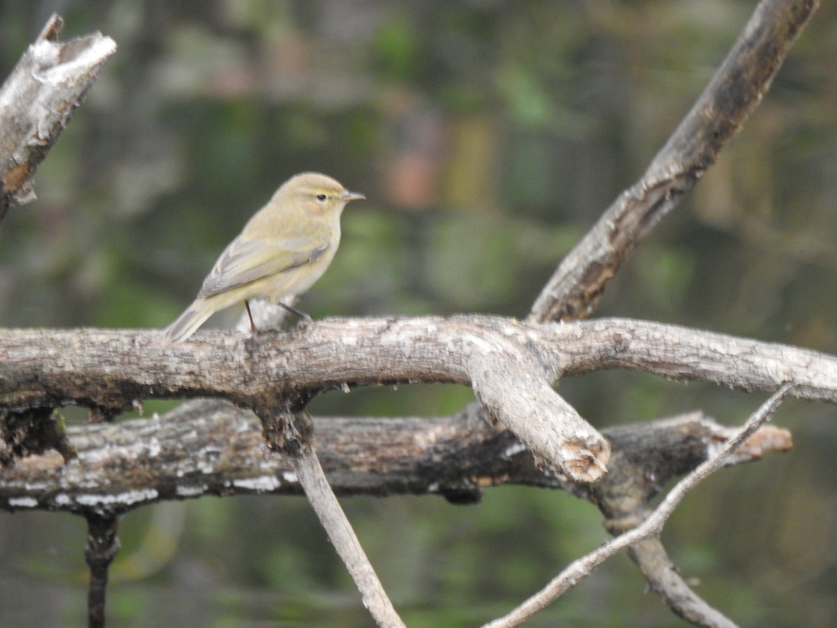 Common Chiffchaff - ML646593675