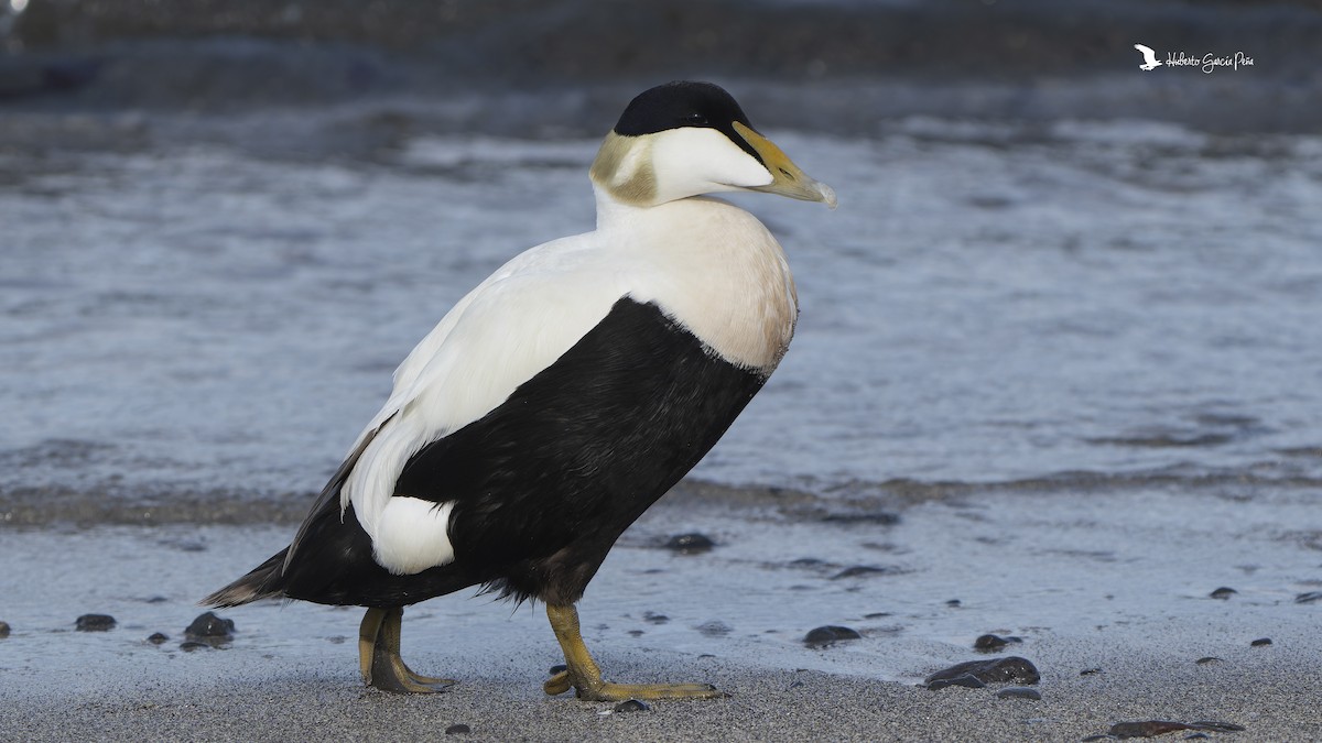 Common Eider - ML646593676