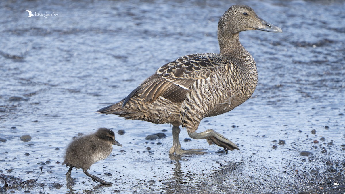 Common Eider - ML646593677
