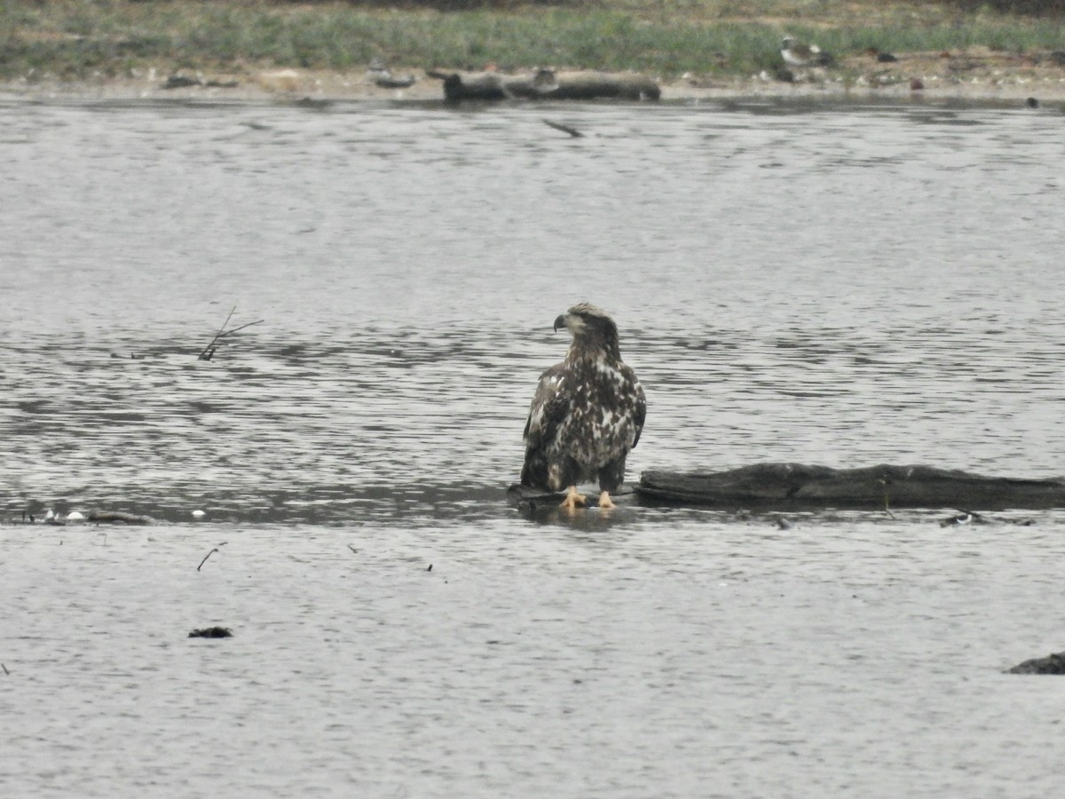 Pygargue à tête blanche - ML646593678