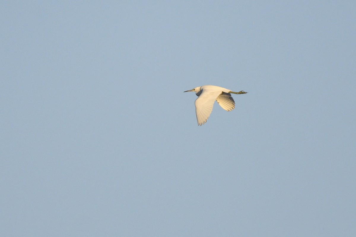 Little Blue Heron - ML646593679