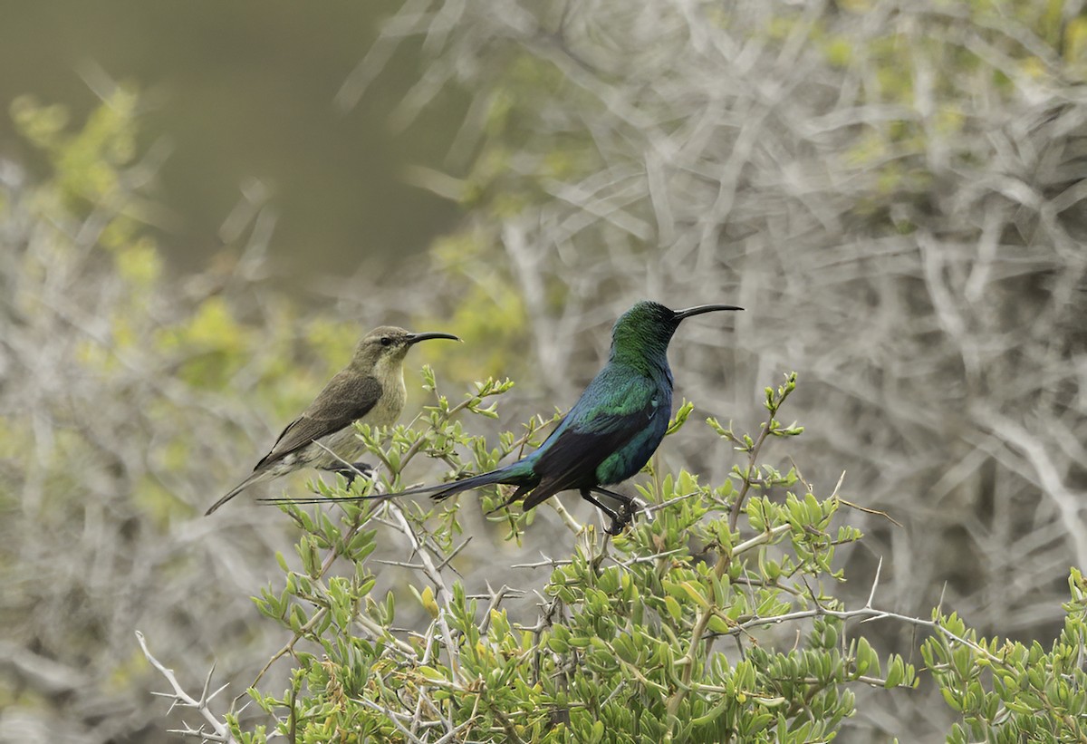 Malachitnektarvogel - ML646593680