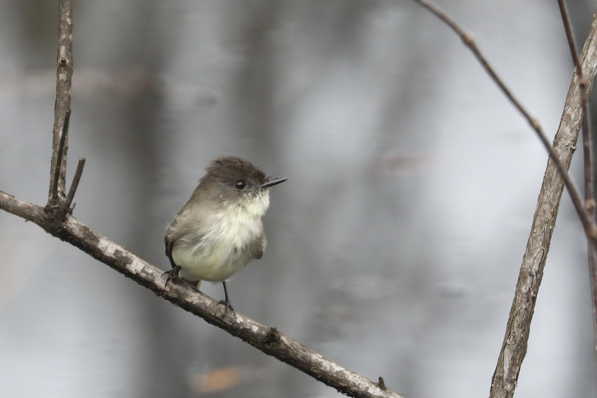 Феб буроспинний - ML646593681