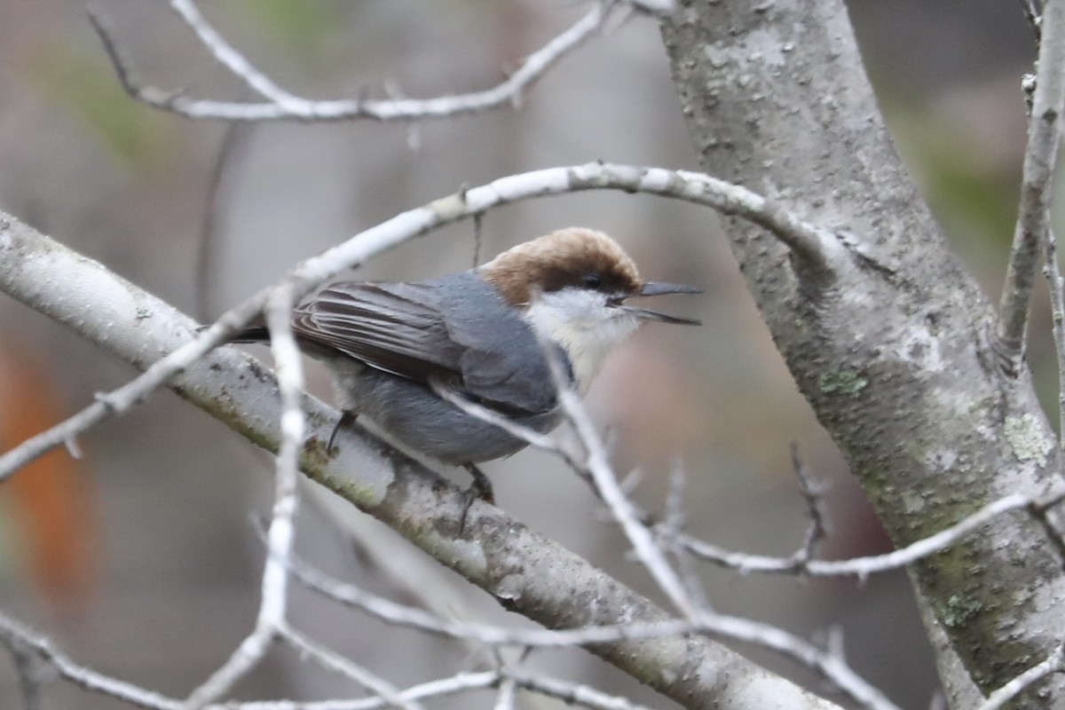 Повзик малий - ML646593692