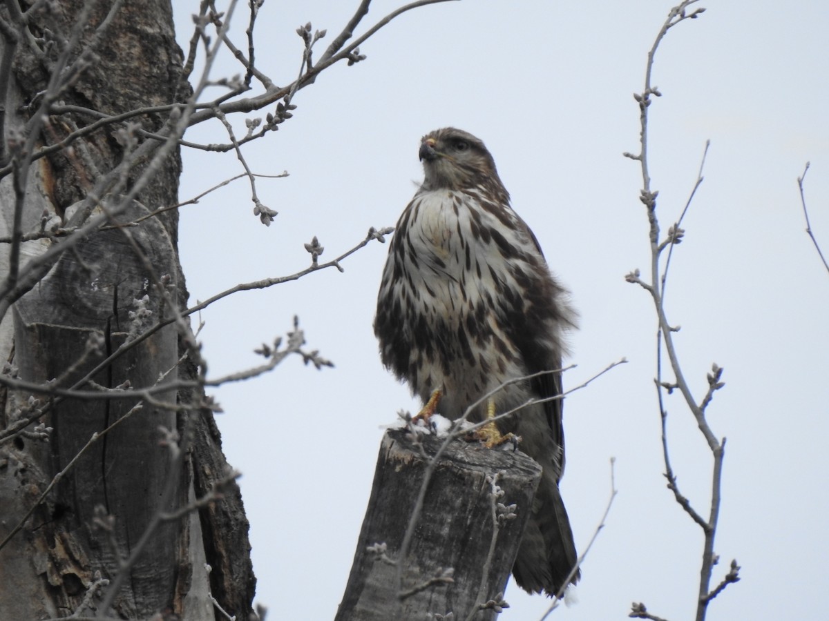 Common Buzzard - ML646593695