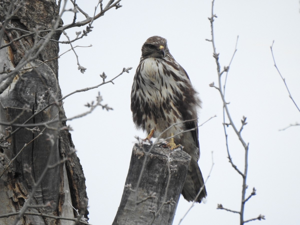Common Buzzard - ML646593696