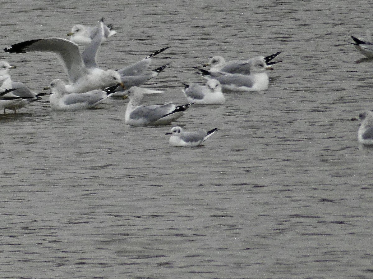 Bonaparte's Gull - ML646593697