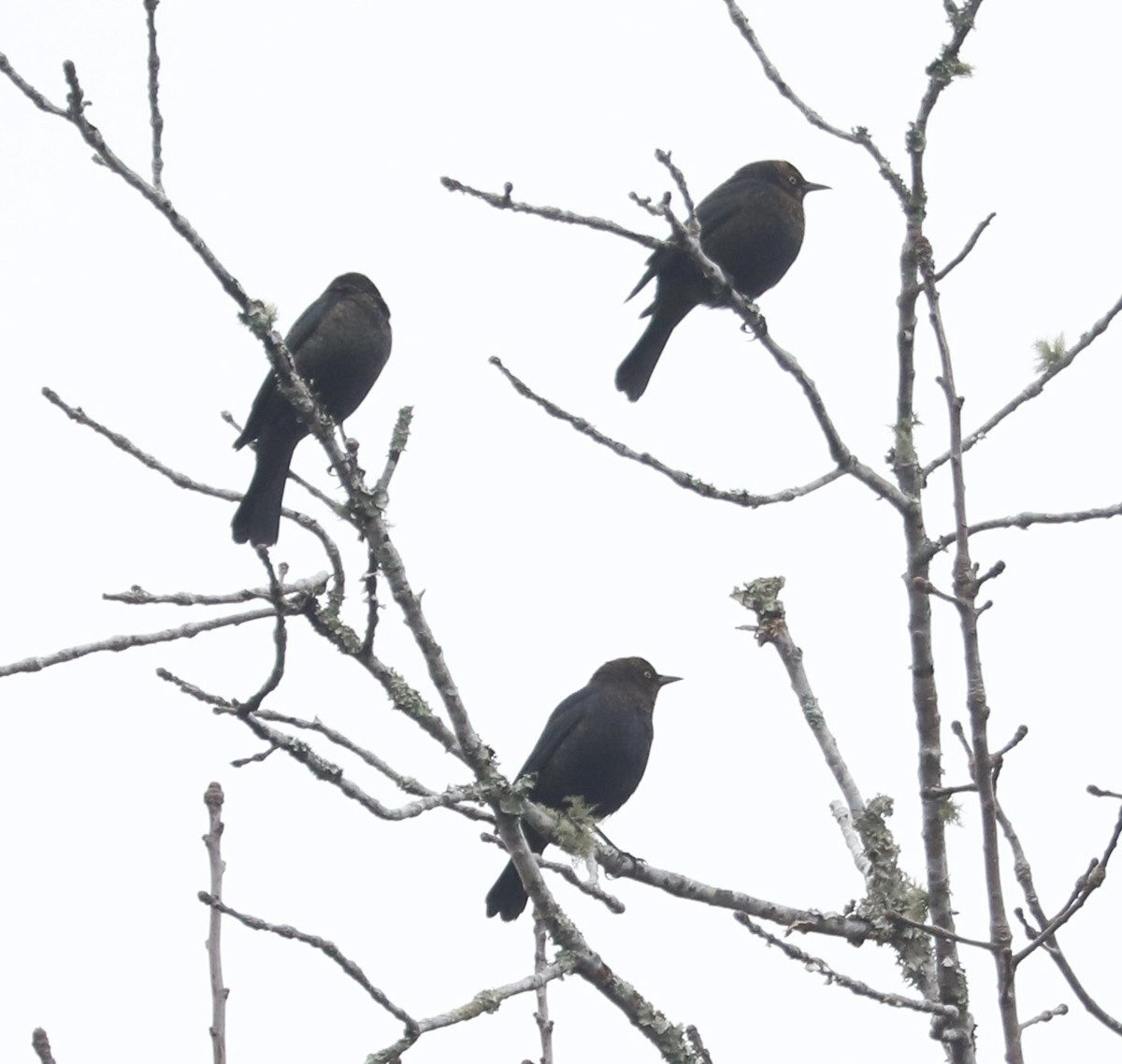 Трупіалець північний - ML646593698