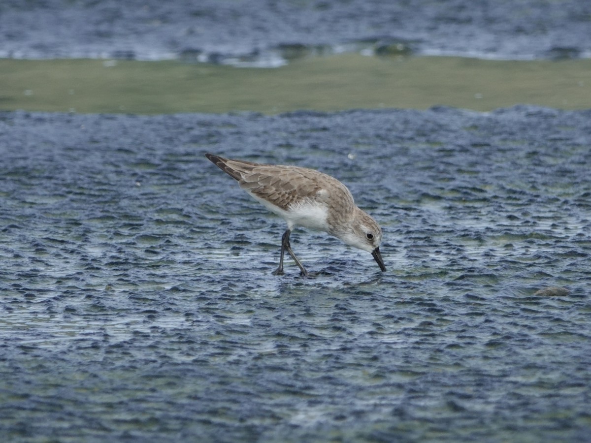 Побережник тундровий - ML646593701
