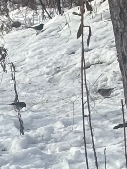 strnadec zimní - ML646593702