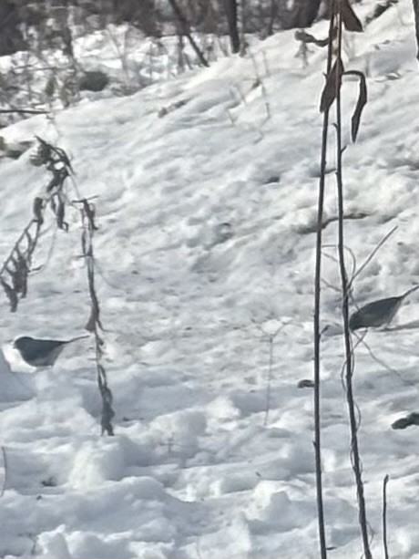 strnadec zimní - ML646593703