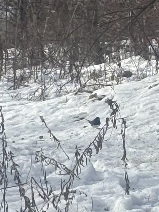 strnadec zimní - ML646593704