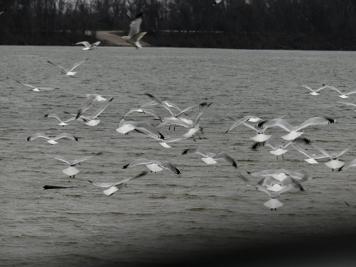 Ring-billed Gull - ML646593705