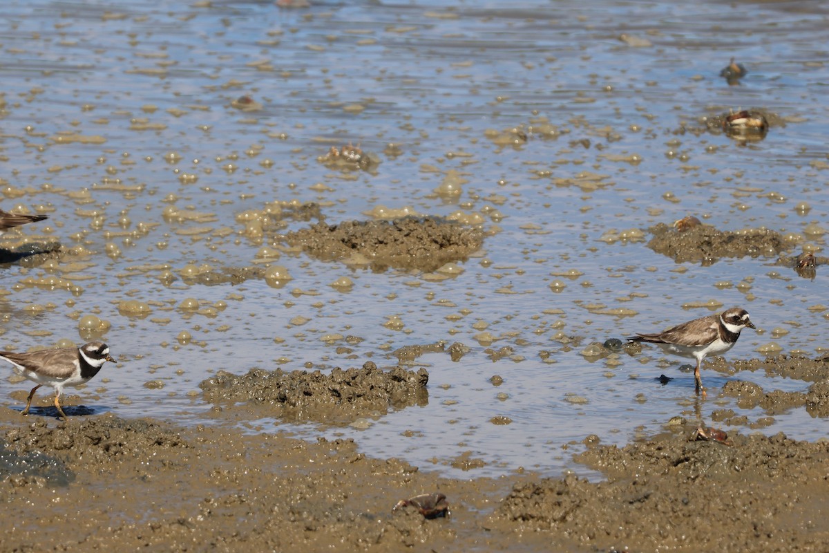 Галстучник - ML646593706