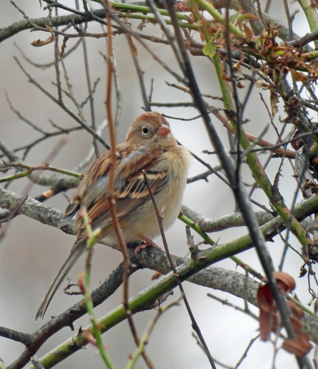 Bruant des champs - ML646593707