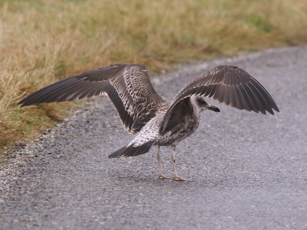 小黑背鷗 - ML646593708