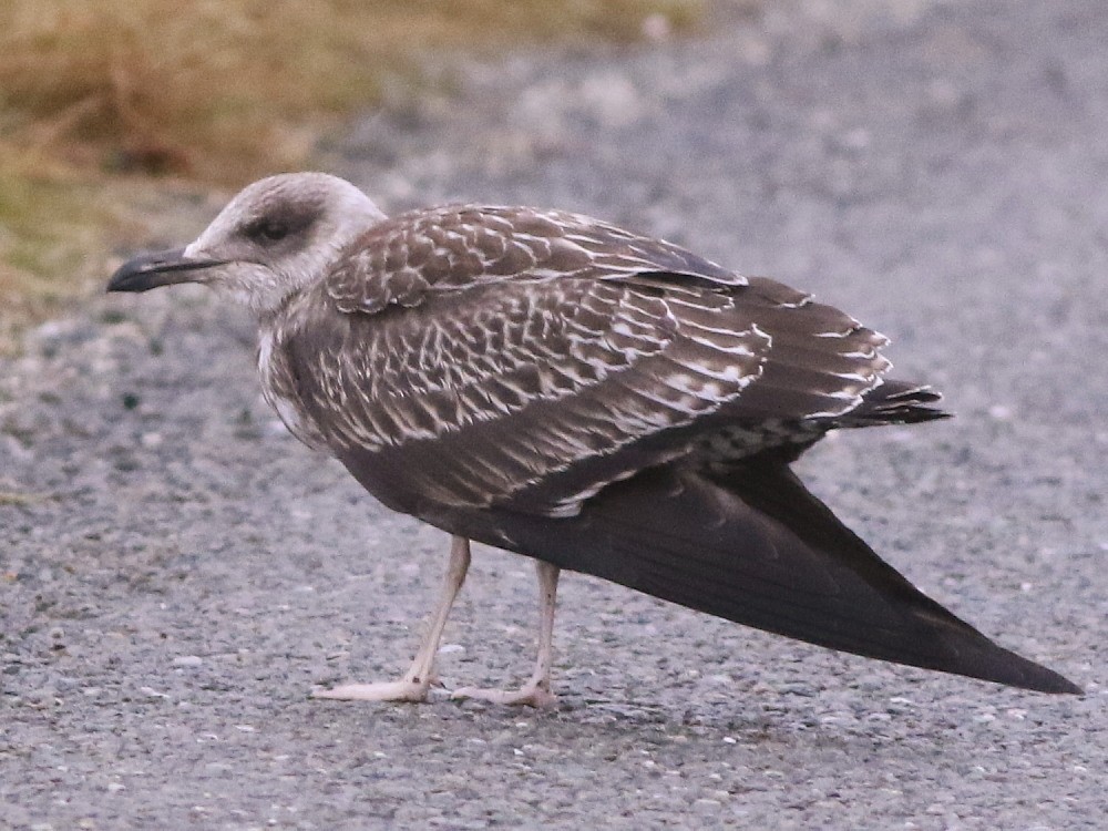 小黑背鷗 - ML646593709