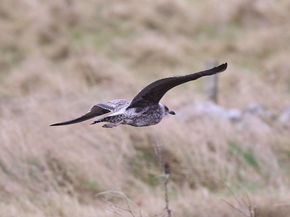 小黑背鷗 - ML646593710