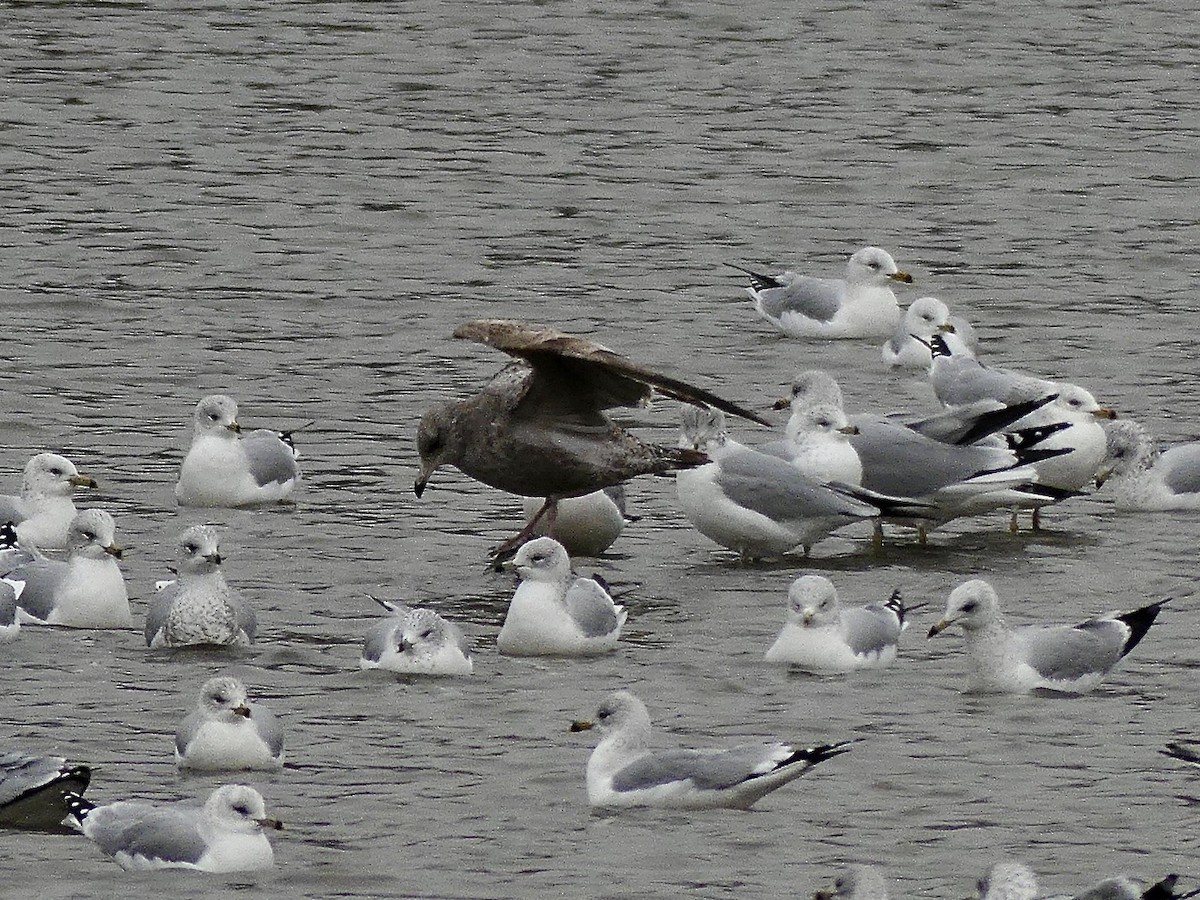 American Herring Gull - ML646593714