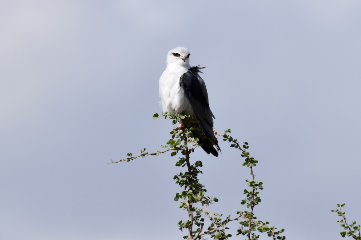 Black-winged Kite - ML646593715