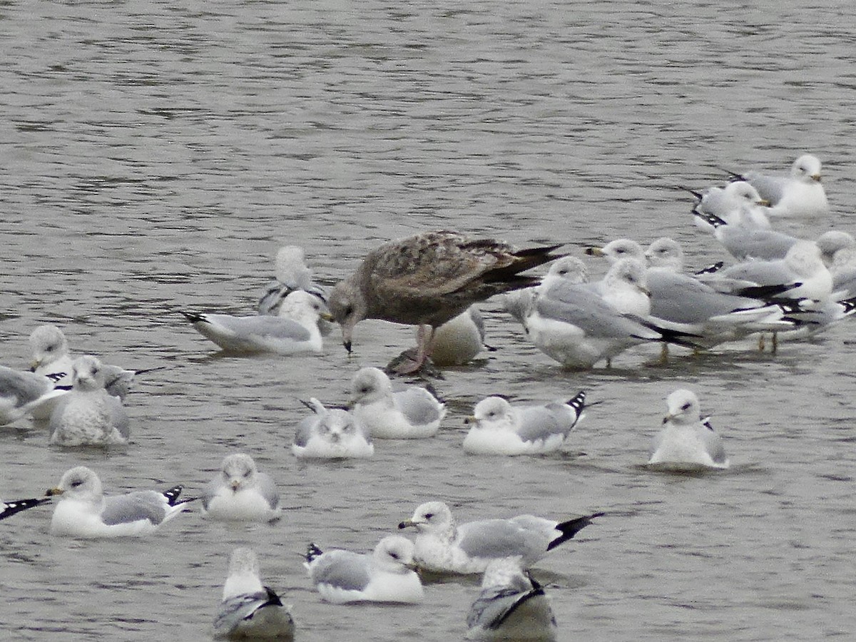 American Herring Gull - ML646593716