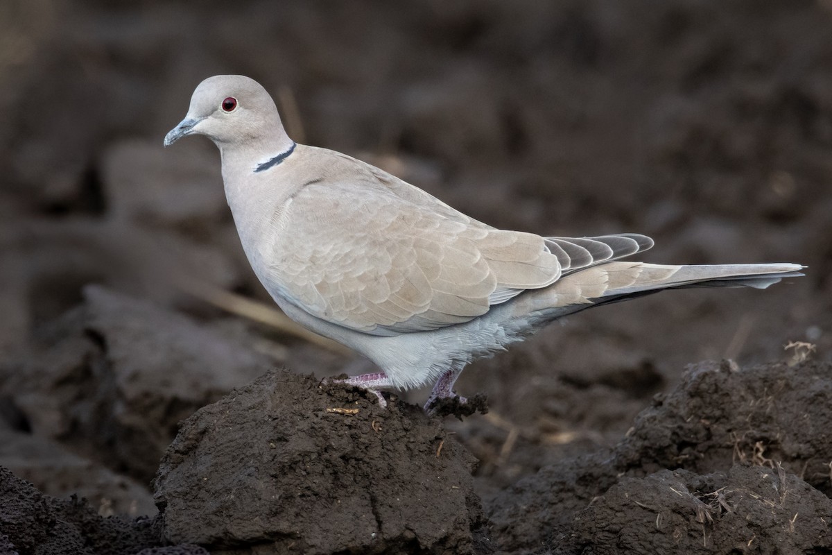 hrdlička zahradní - ML646593717