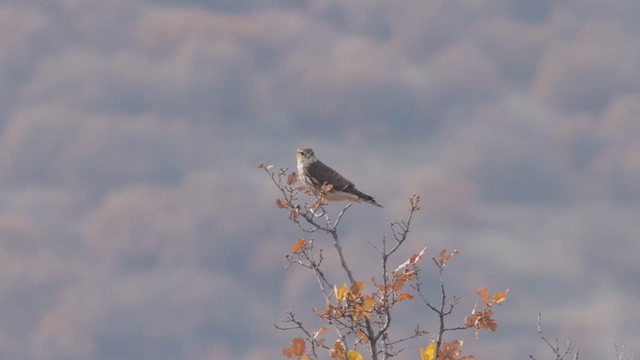 Merlin - ML646593722