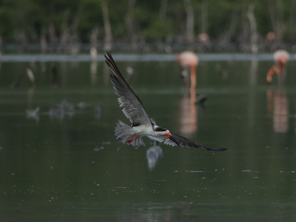 Водоріз американський - ML646593730
