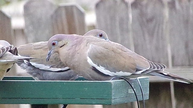 White-winged Dove - ML646593731