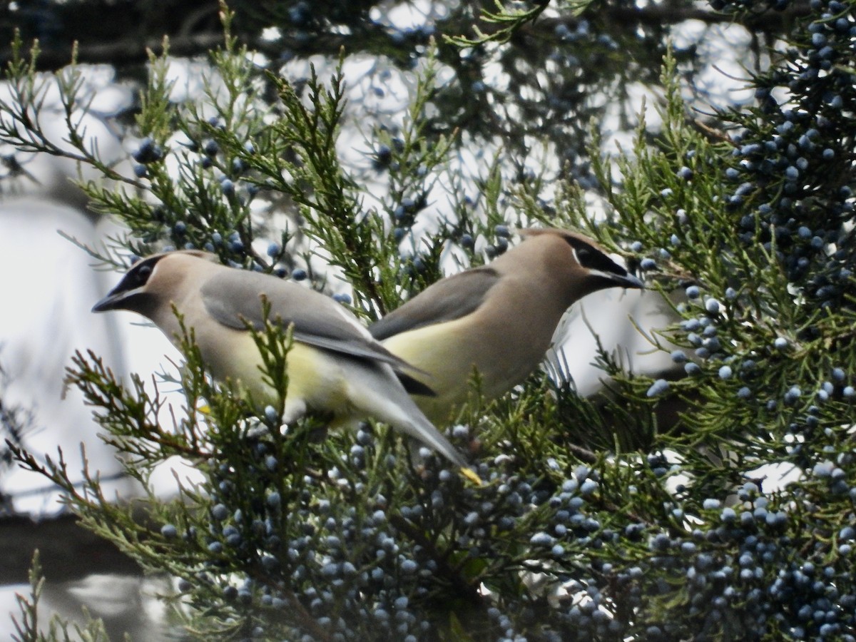 Cedar Waxwing - ML646593732