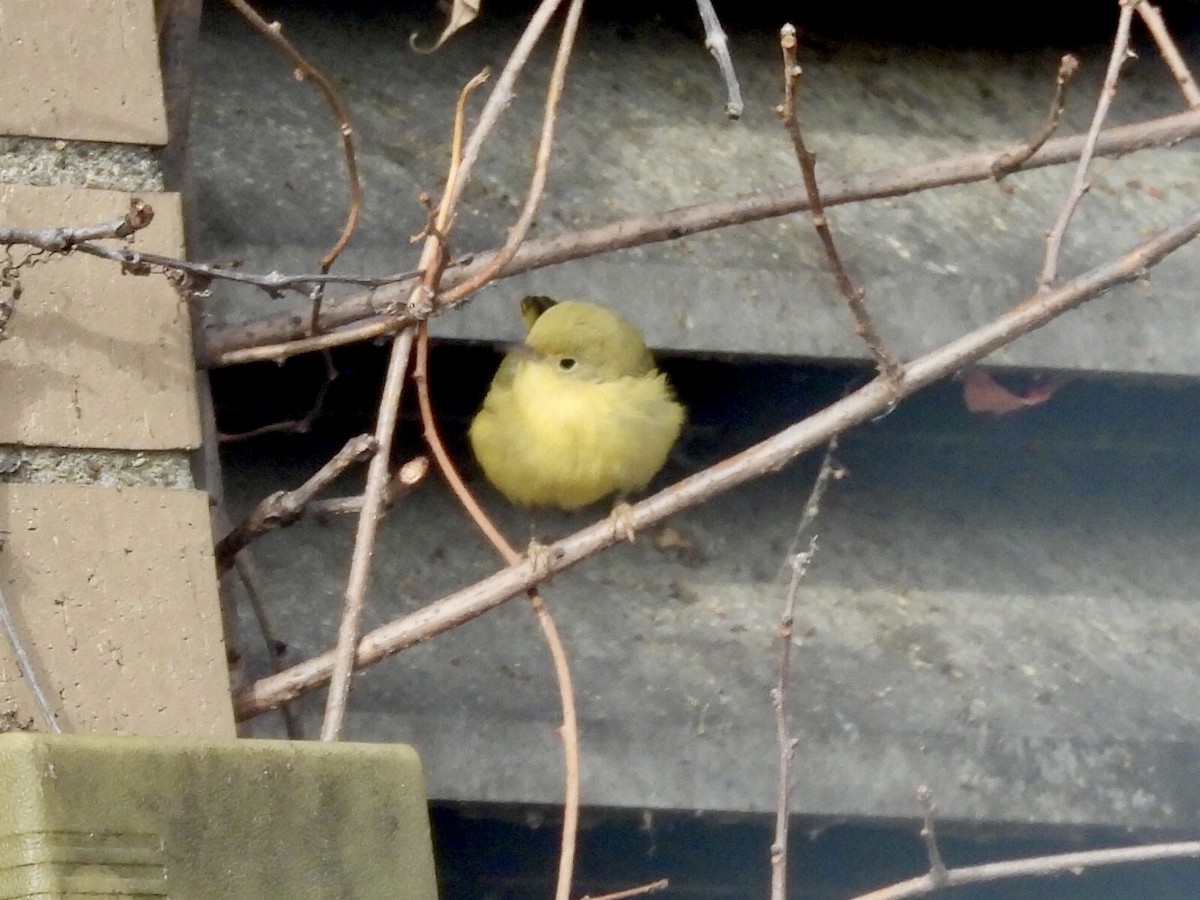 Goldwaldsänger - ML646593740