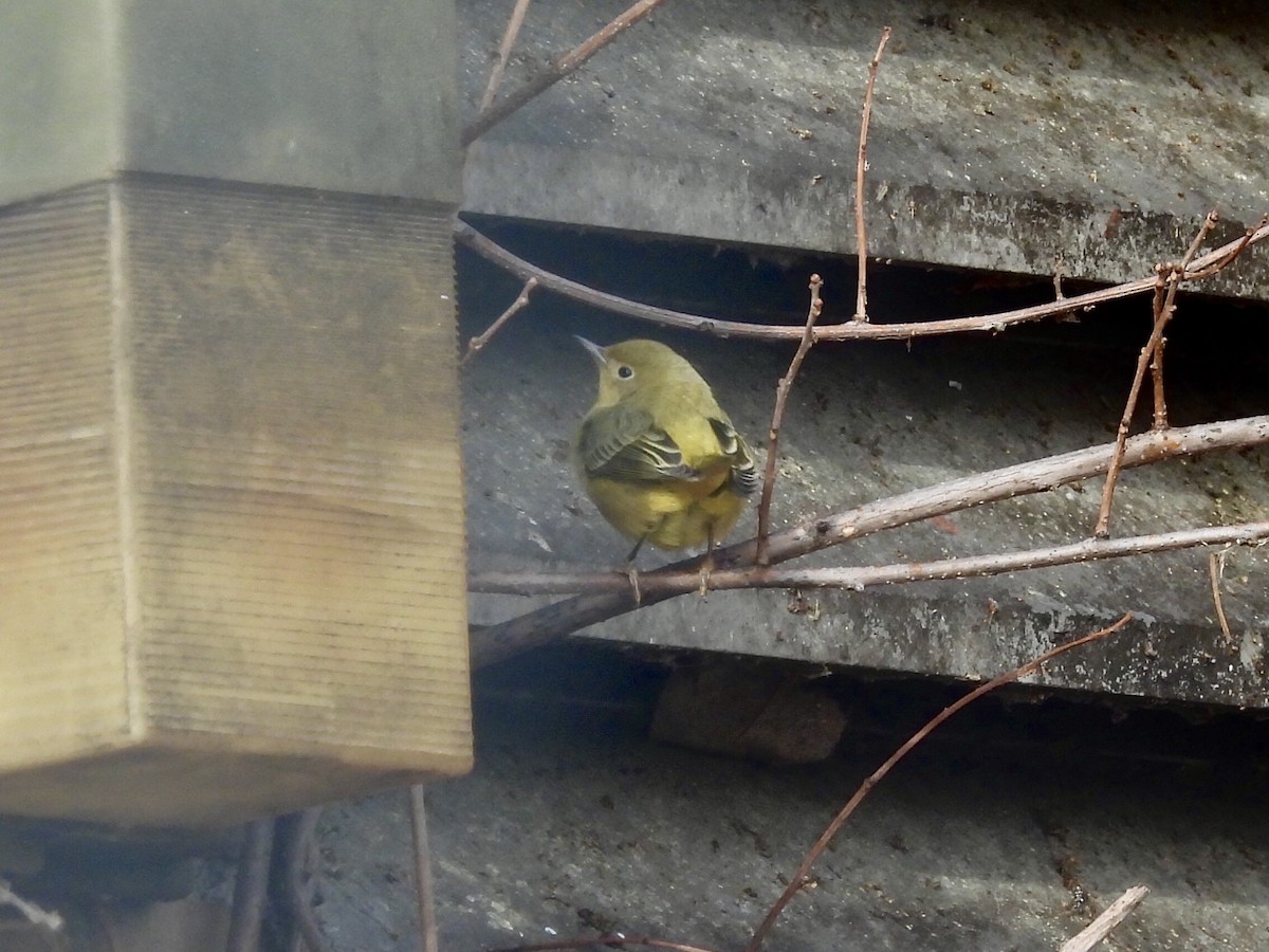 Goldwaldsänger - ML646593741