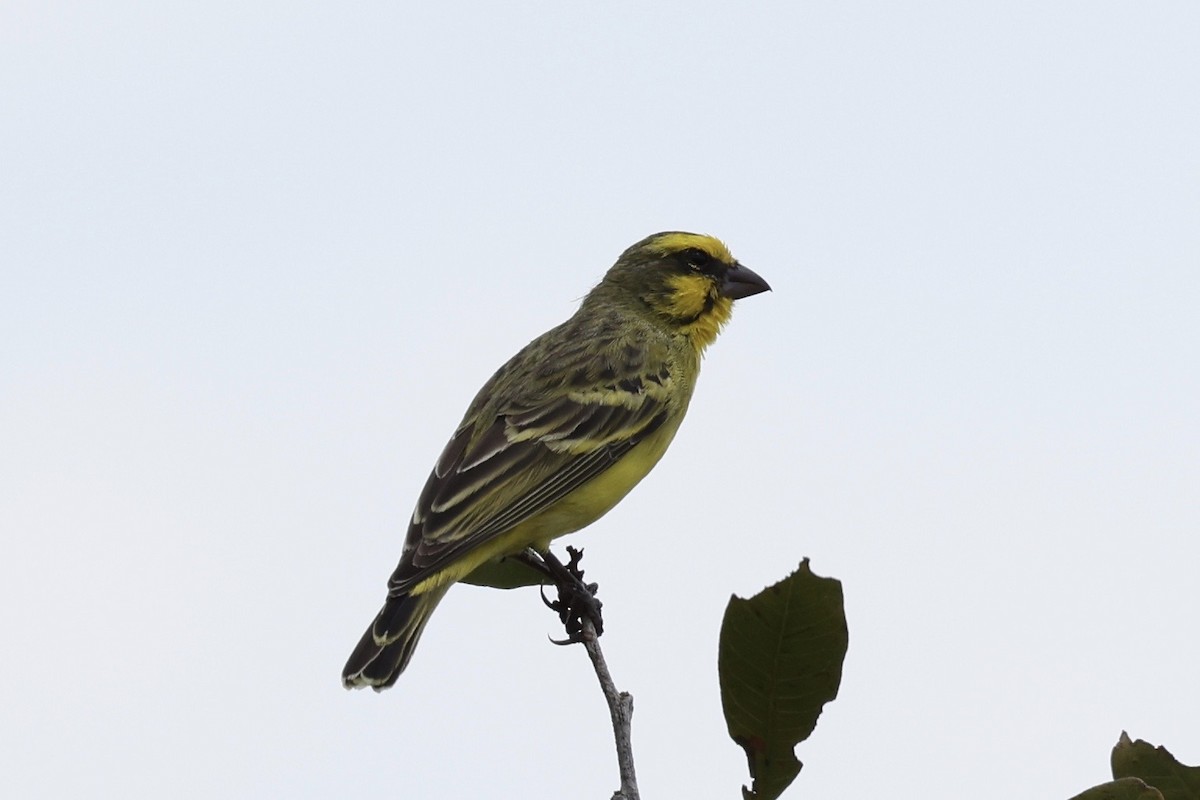Yellow-fronted Canary - ML646593750