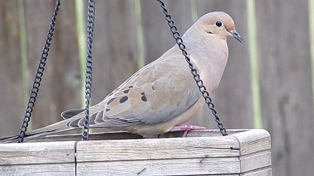 Mourning Dove - ML646593766