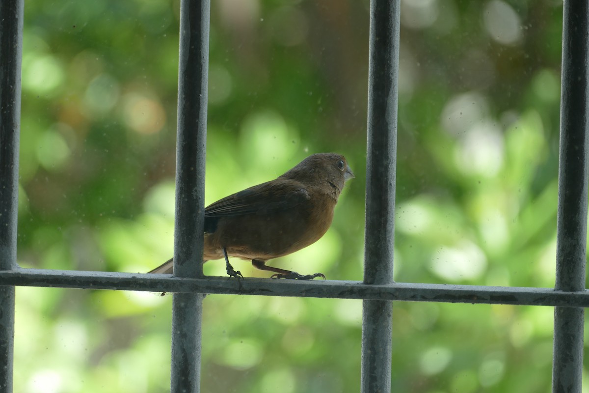 Ultramarine Grosbeak - ML646593768