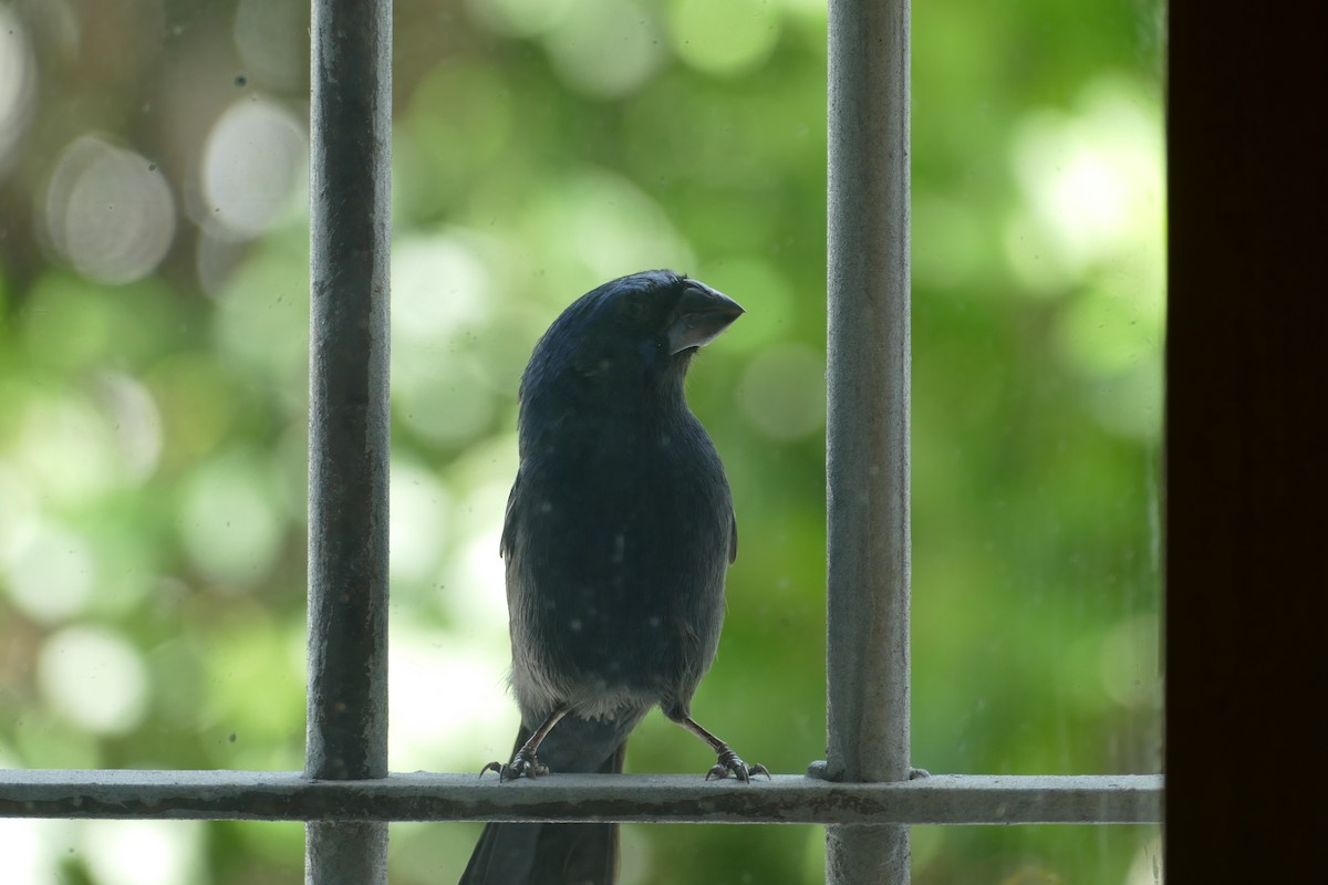 Ultramarine Grosbeak - ML646593769