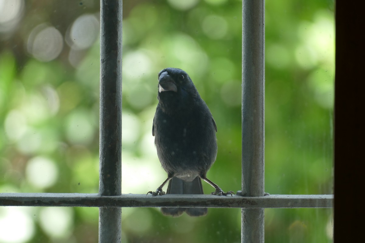 Ultramarine Grosbeak - ML646593770