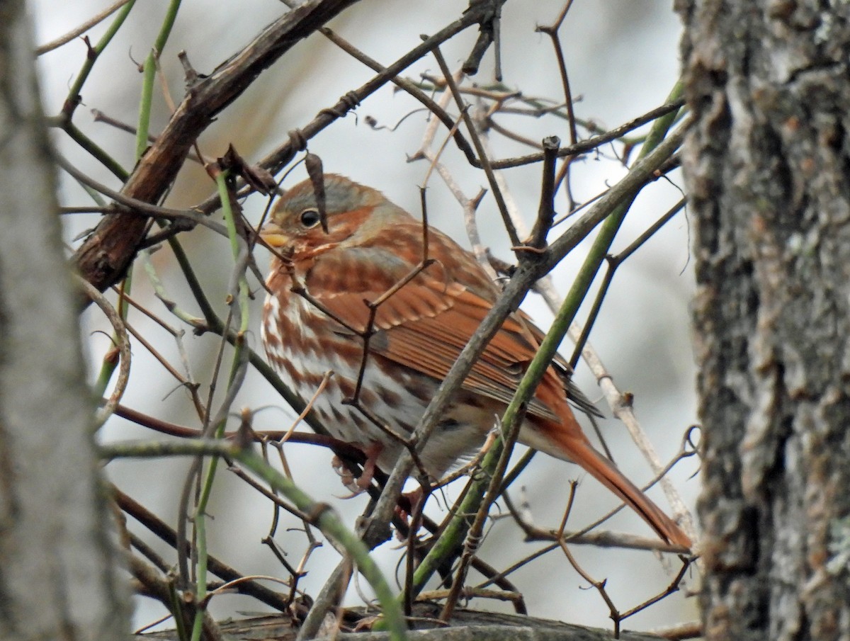 strnadec kaštanový - ML646593771